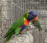 Femea loros moluccanus 2025