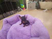 pinscher miniatura disponível para entrega imedi