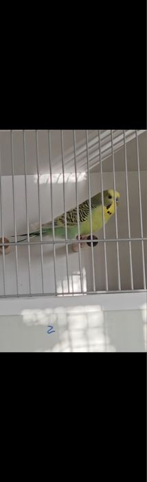 Casais de poupas e ingleses, entre outras várias aves.