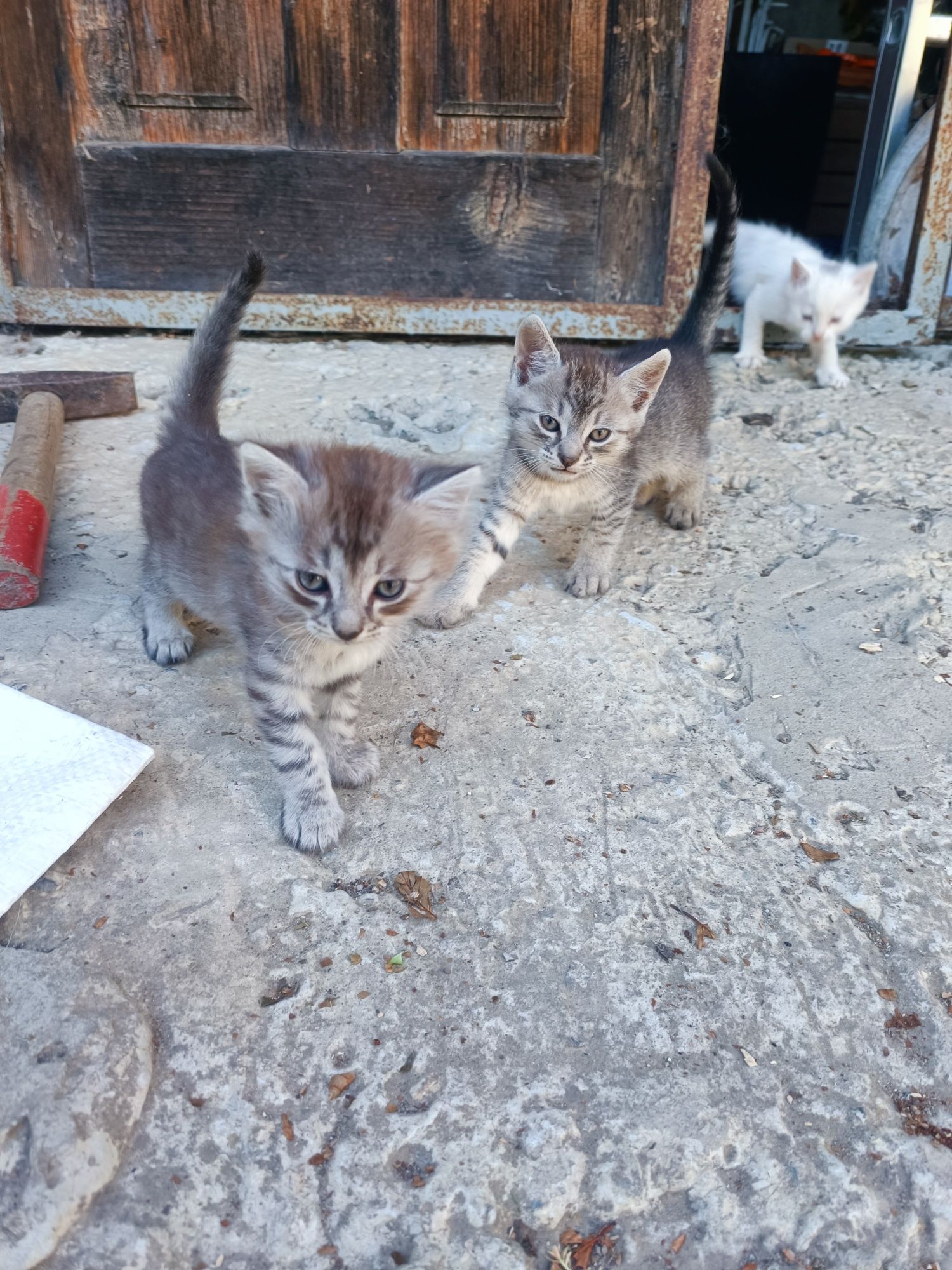 Кошенята шукають людей