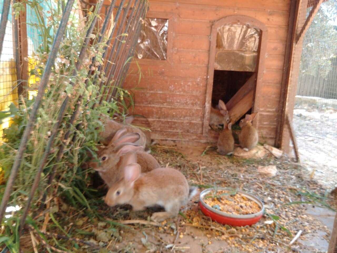 Coelhos Caseiros