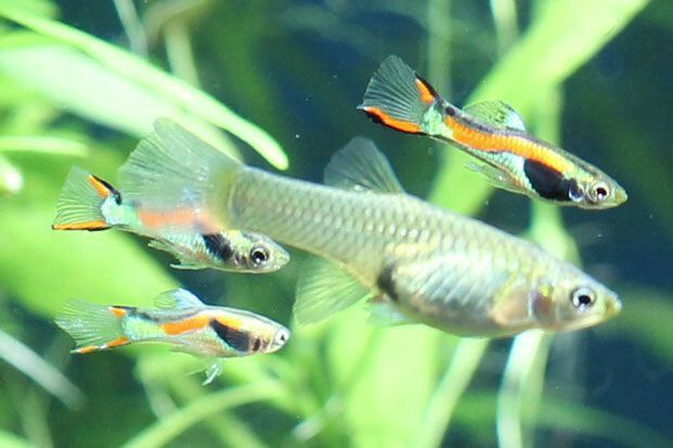 Peixes m / f  endlers