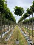 Klon Globosum 10/12