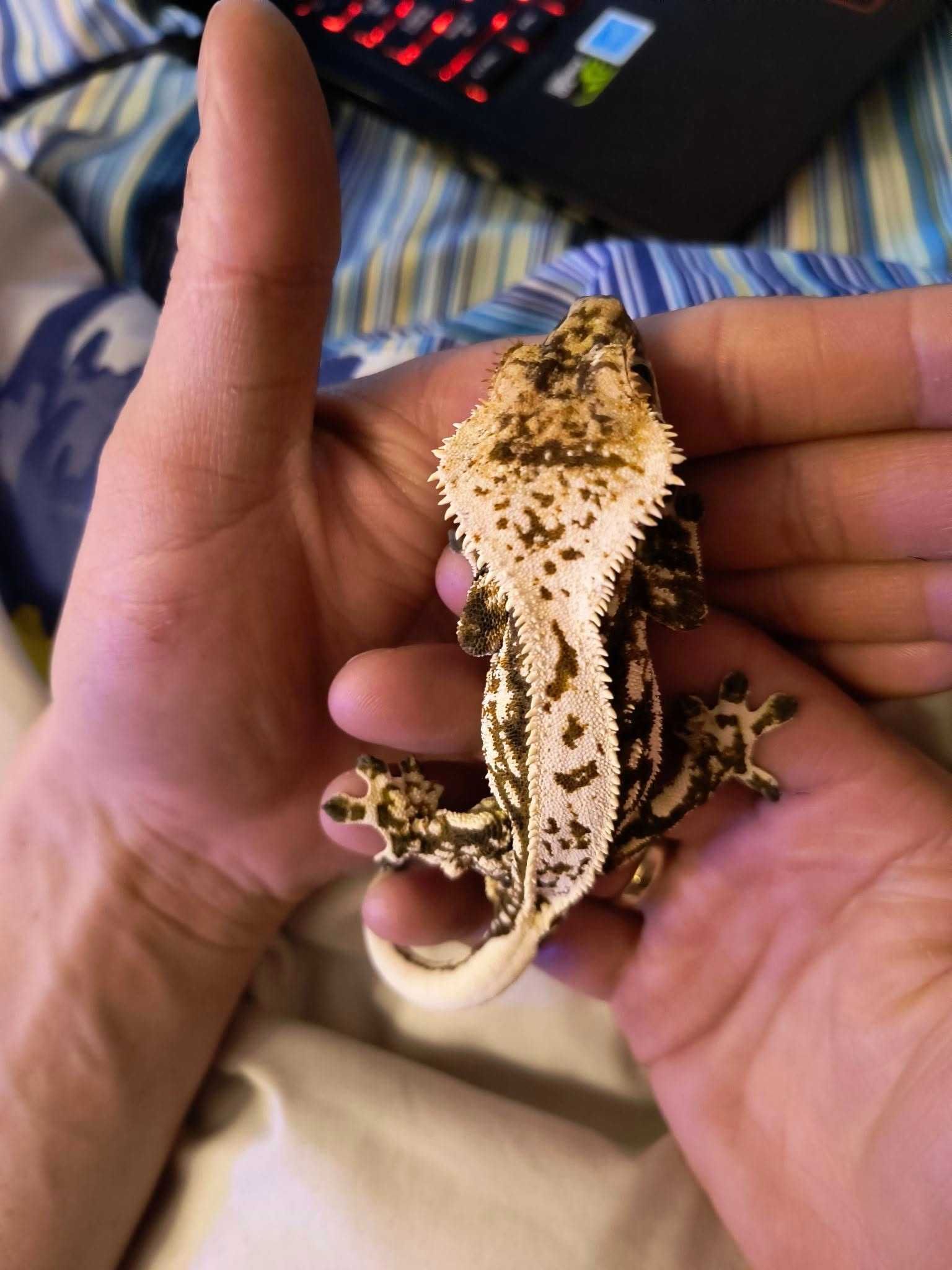 drzewołazy, gekony orzęsione, anolis