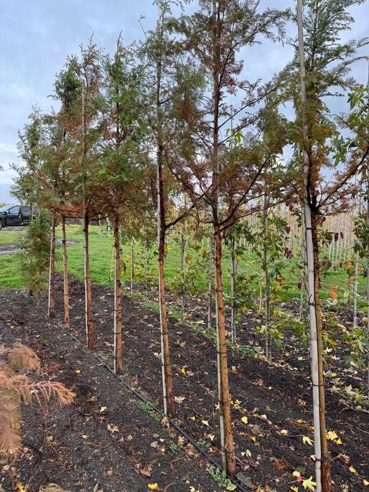 Metasekwoja chińska 6-8, 8-10, 10-12