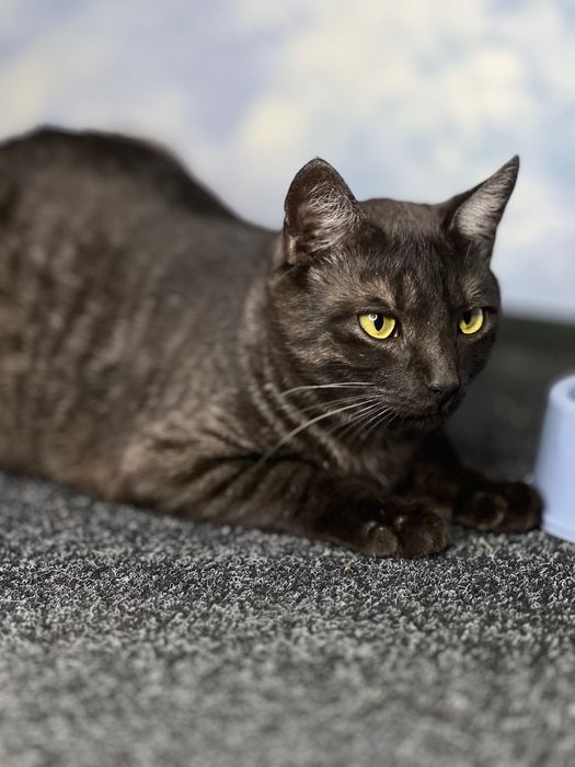 Котики з Донеччини шукають родину / Котик в добрые руки