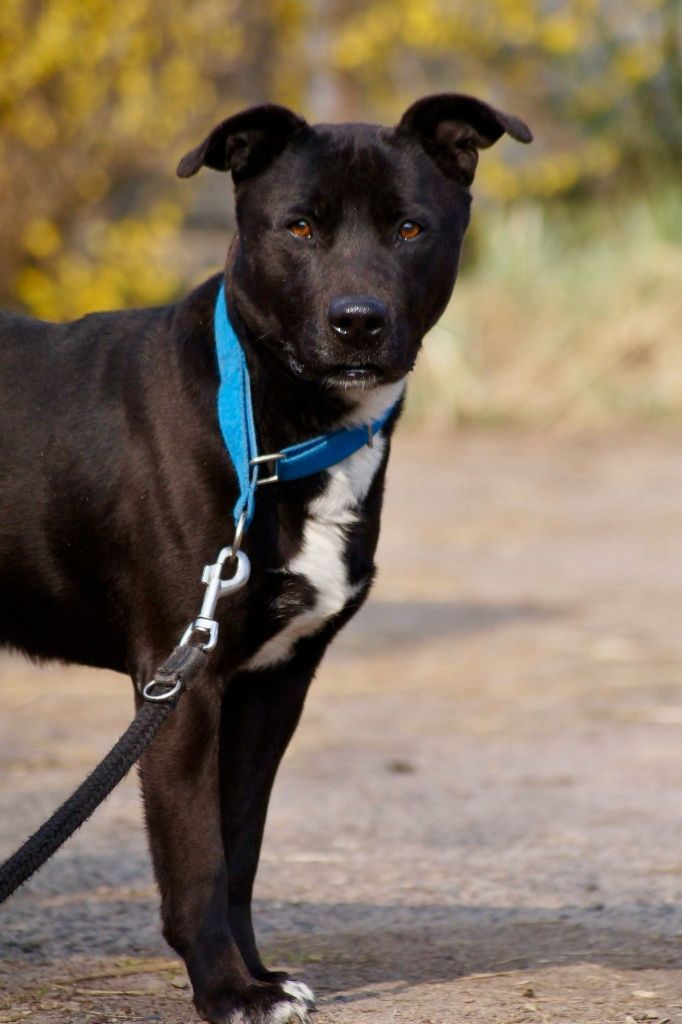 Frugo- mix amstaff szuka domu