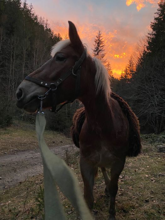 Продам кобилу 4 роки