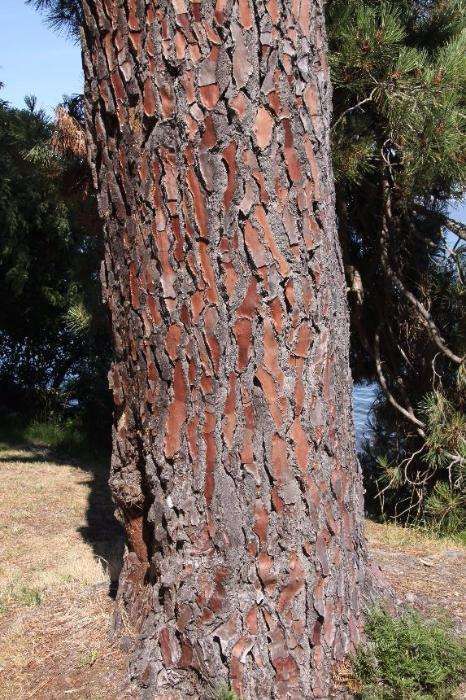 Pinheiros bravos (Pinus pinaster)