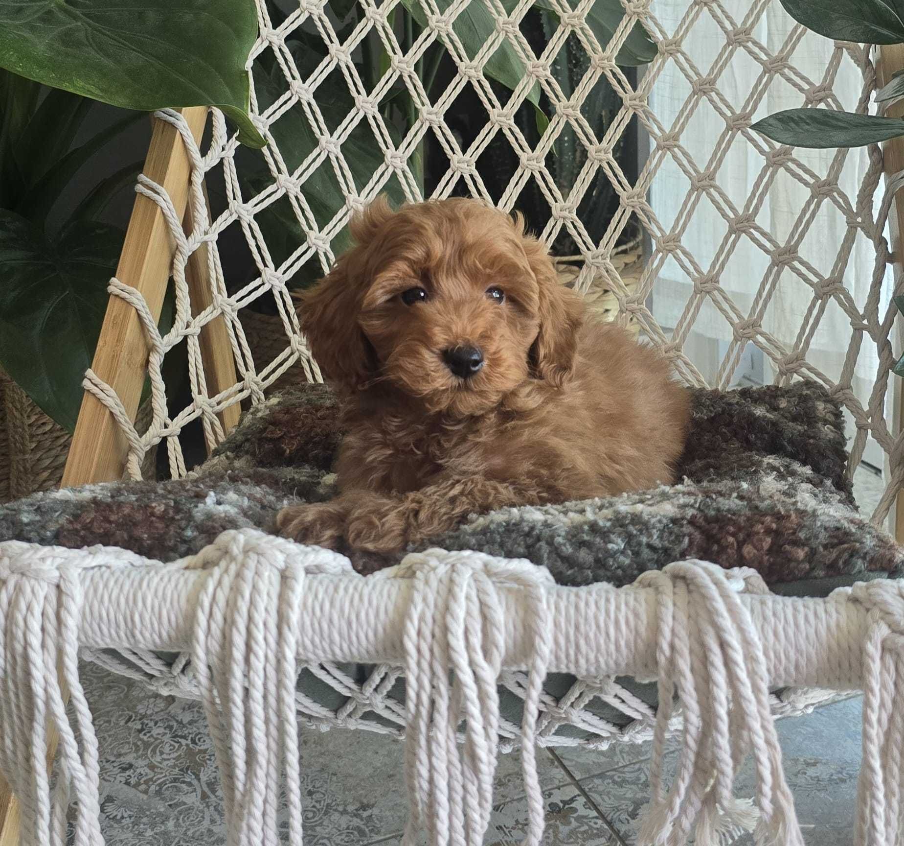 Maltipoo chłopiec