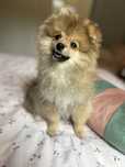 Pomeranian szpic przepiekna suczka miś wilczasta