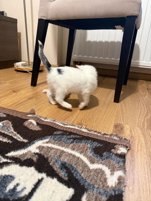 dwa maluchy do adopcji, mruczące i miziaste