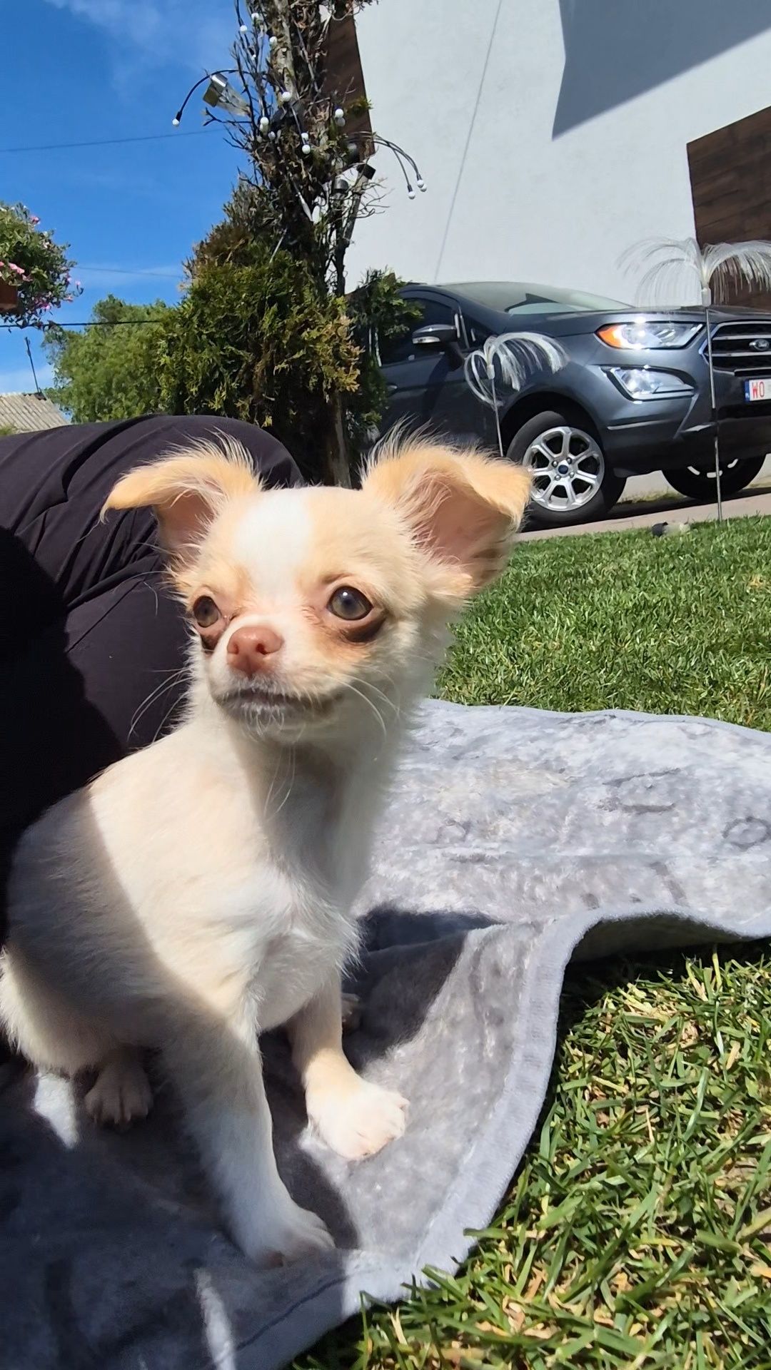 *** Chihuahua piesek gotowy do odbioru  mini 1.6kg xxs***