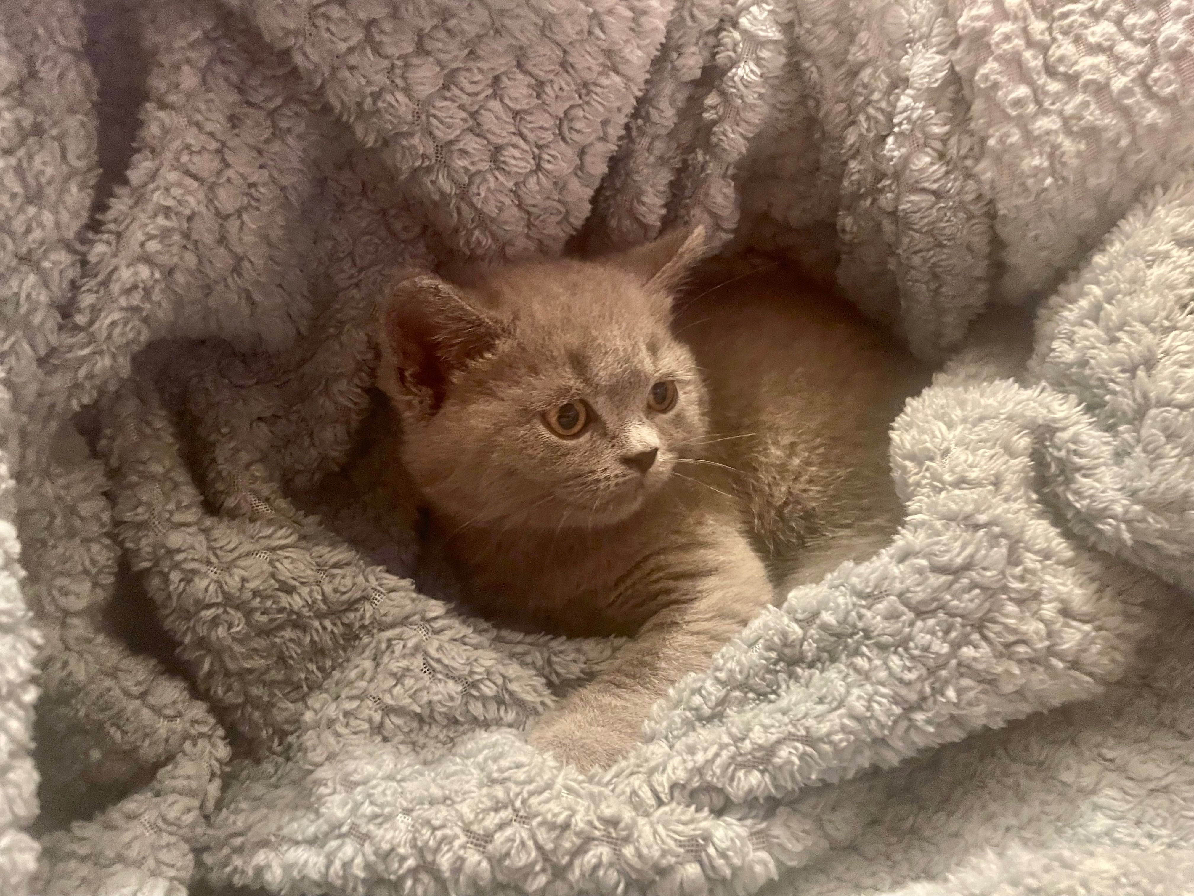 British Shorthair Azul