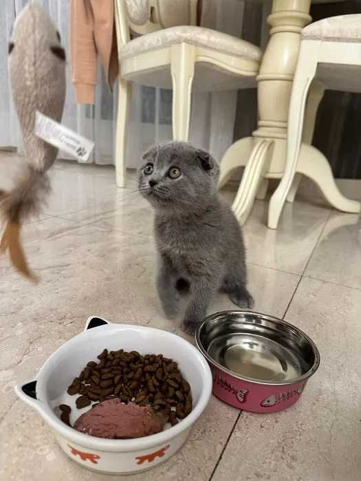 Вислоухая принцесса голубого окраса! Волшебный котенок!