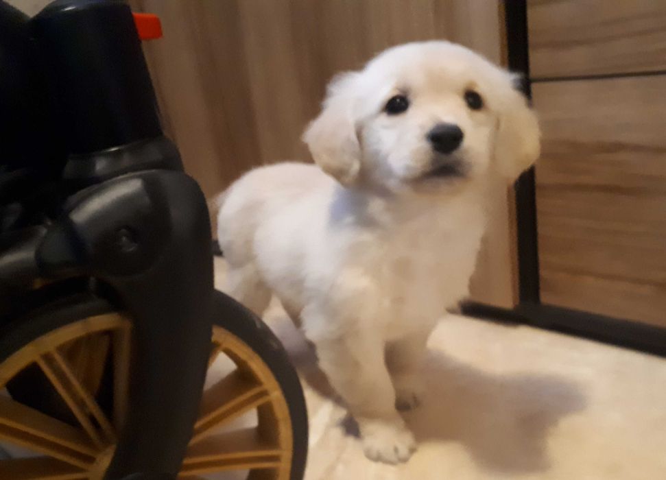 Golden Retriever rasowa suczka