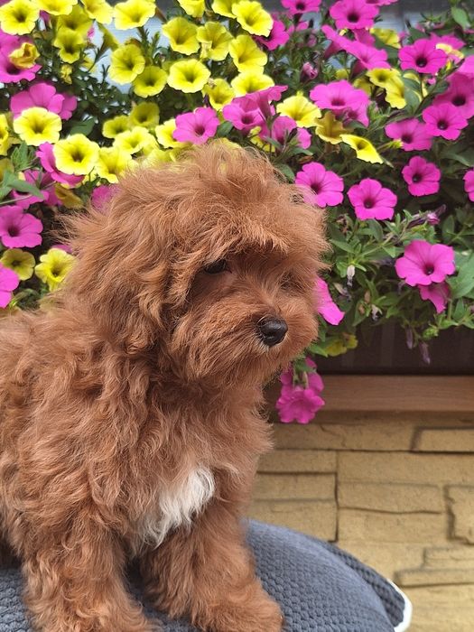 Maltipoo z certyfikatem i paszportem