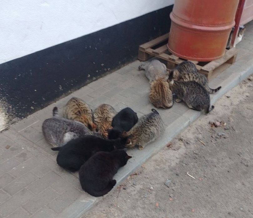 Котики шукають дім Дніпро