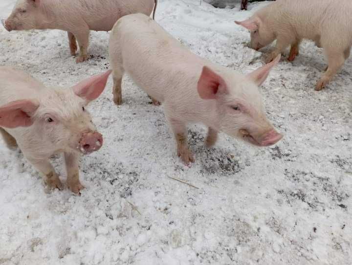 Продам поросят..