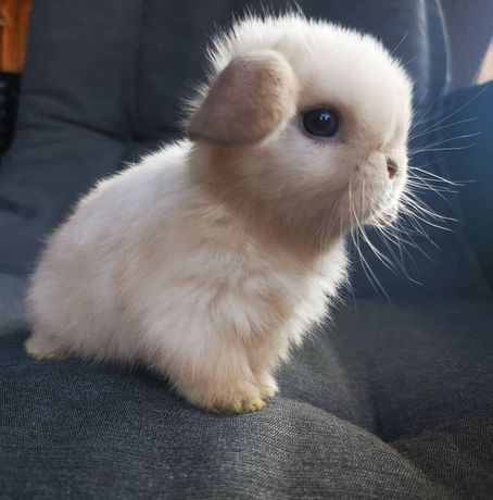 Mini lop króliki miniaturowe karzełki hodowla zarejestrowana