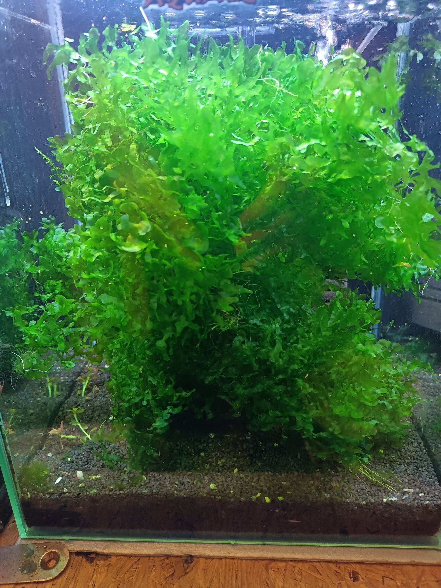 Pelia watrobowiec akwarium krewetkarium
