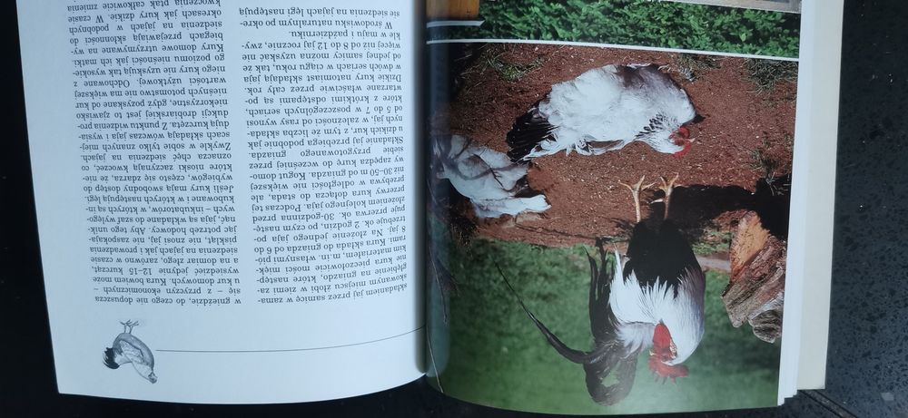Przydomowy chów drobiu - Stern Alice Kury Gęsi Kaczki  Indyki