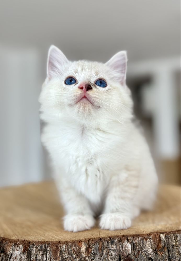 Ragdoll FPL kocurek seal mitted tabby