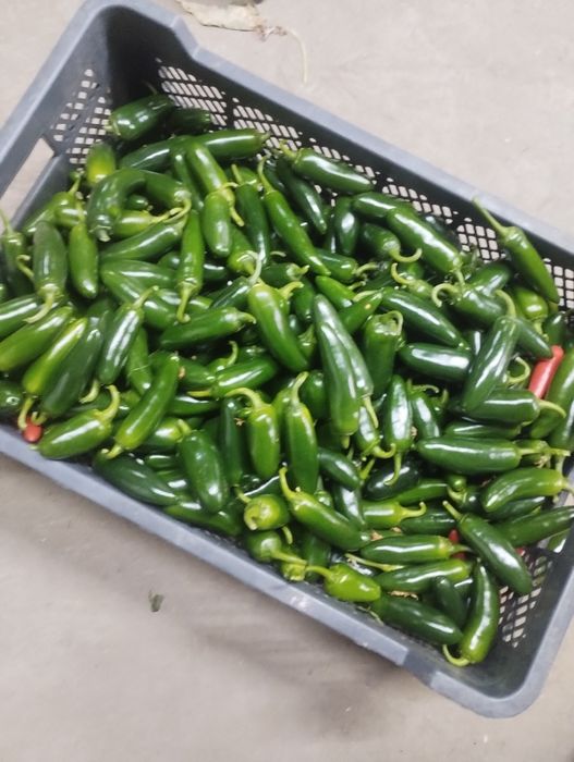 Papryczki Jalapeno 10kg