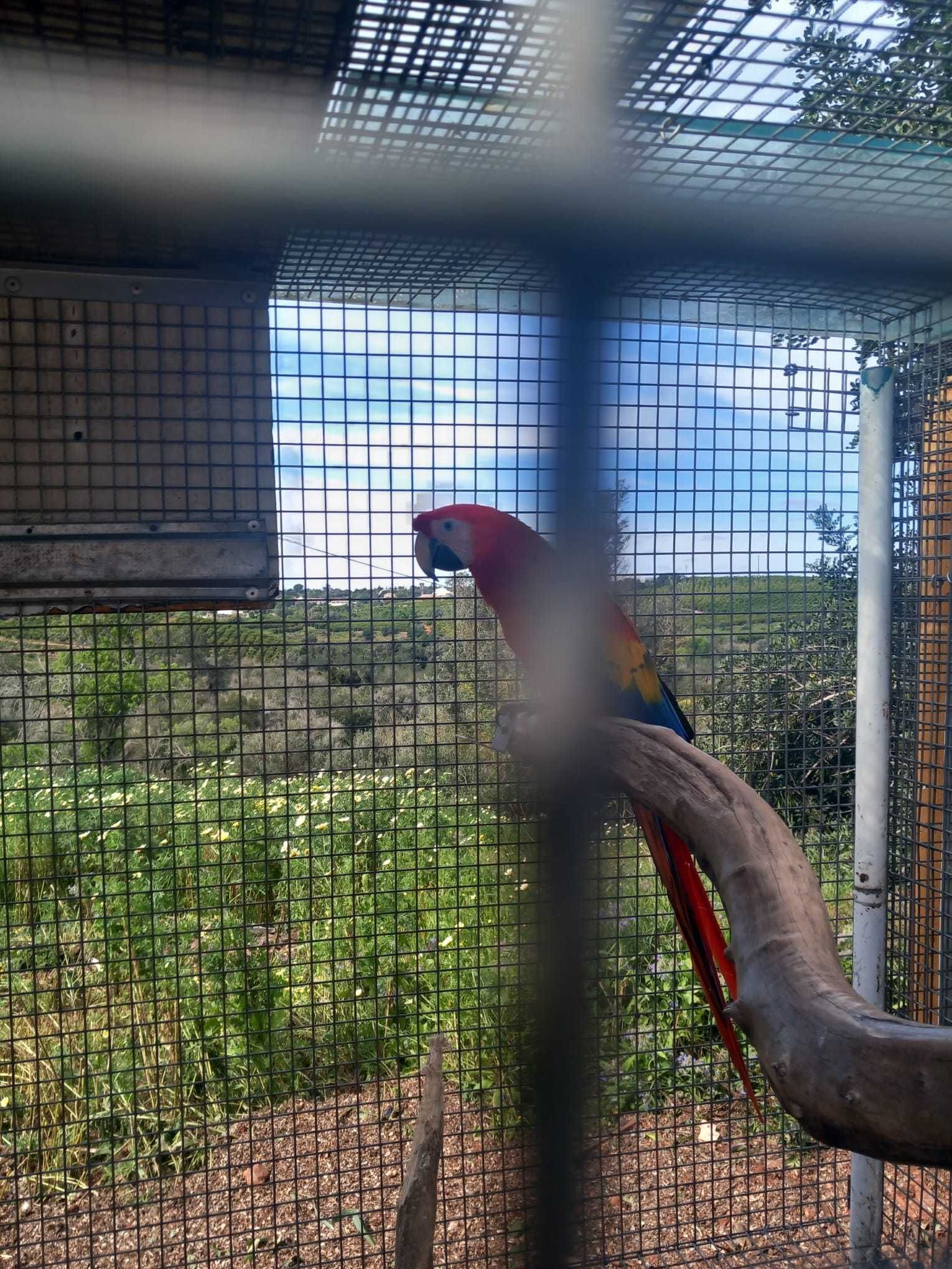 casal macao e arauna ou em separado