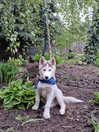 Siberian Husky-piesek