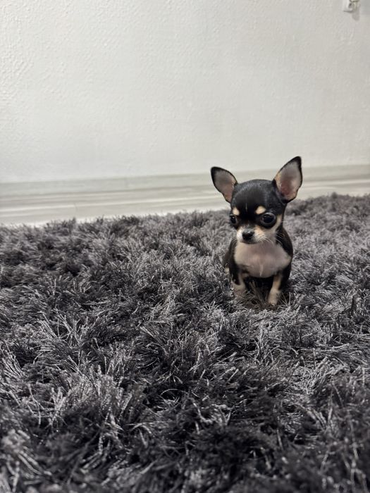 chihuahua krótkowłosa