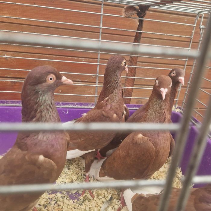 Wyszfance kończate czarne, czerwone