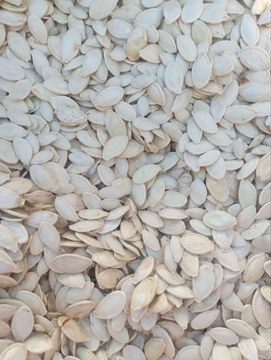 Семена /Насіння Кондитерская семечка, соняшник