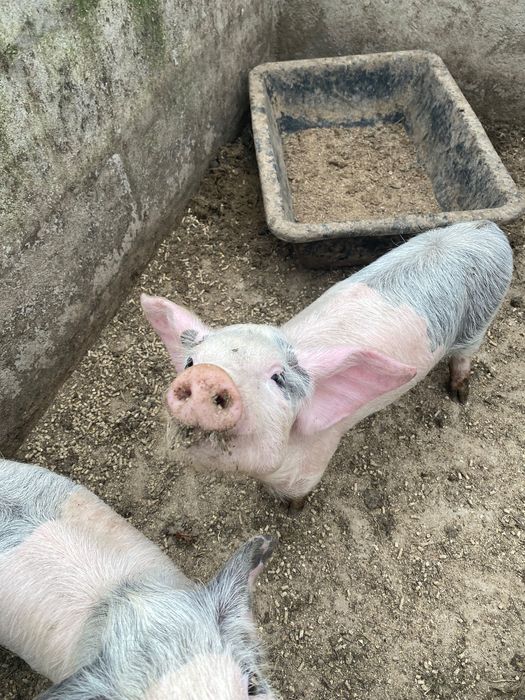 Porca bisara certificada