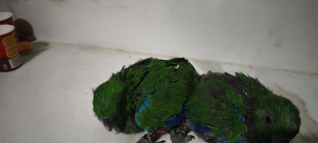 Papagaios écletus para acabar de criar à mão