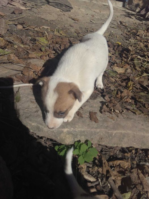 цуценята. песики . місячного віку