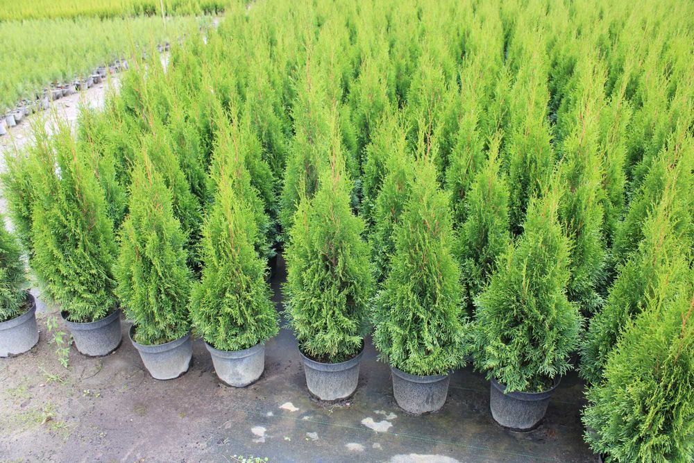 TUJA SZMARAGD 100-120cm w doniczce 7,5l i 10l