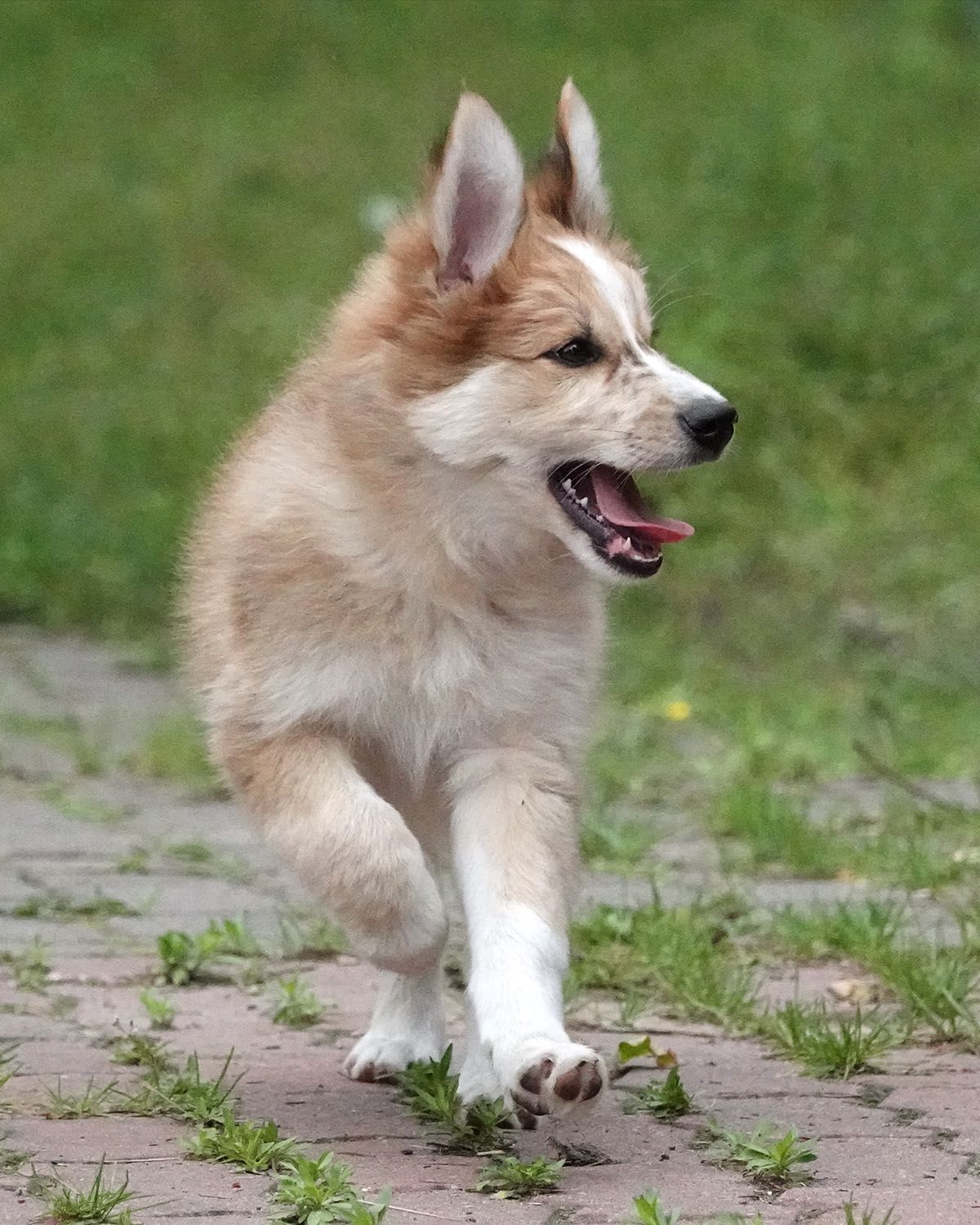 Border Collie pies, szczeniak 16 tyg, red merle