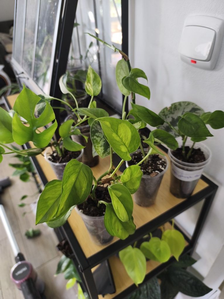 Epipremnum monstera minima zestaw roślin scindapsus