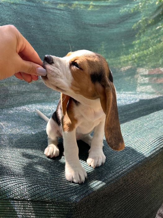 Щенята бігля готові стати частиною вашої сім’ї.