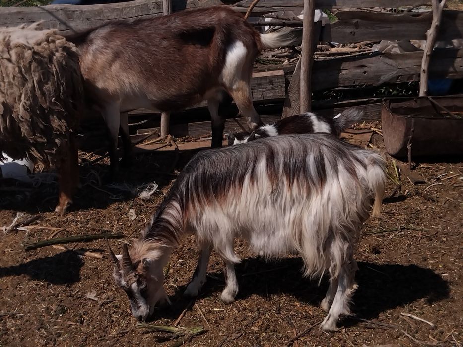 Продаються вівці і кози