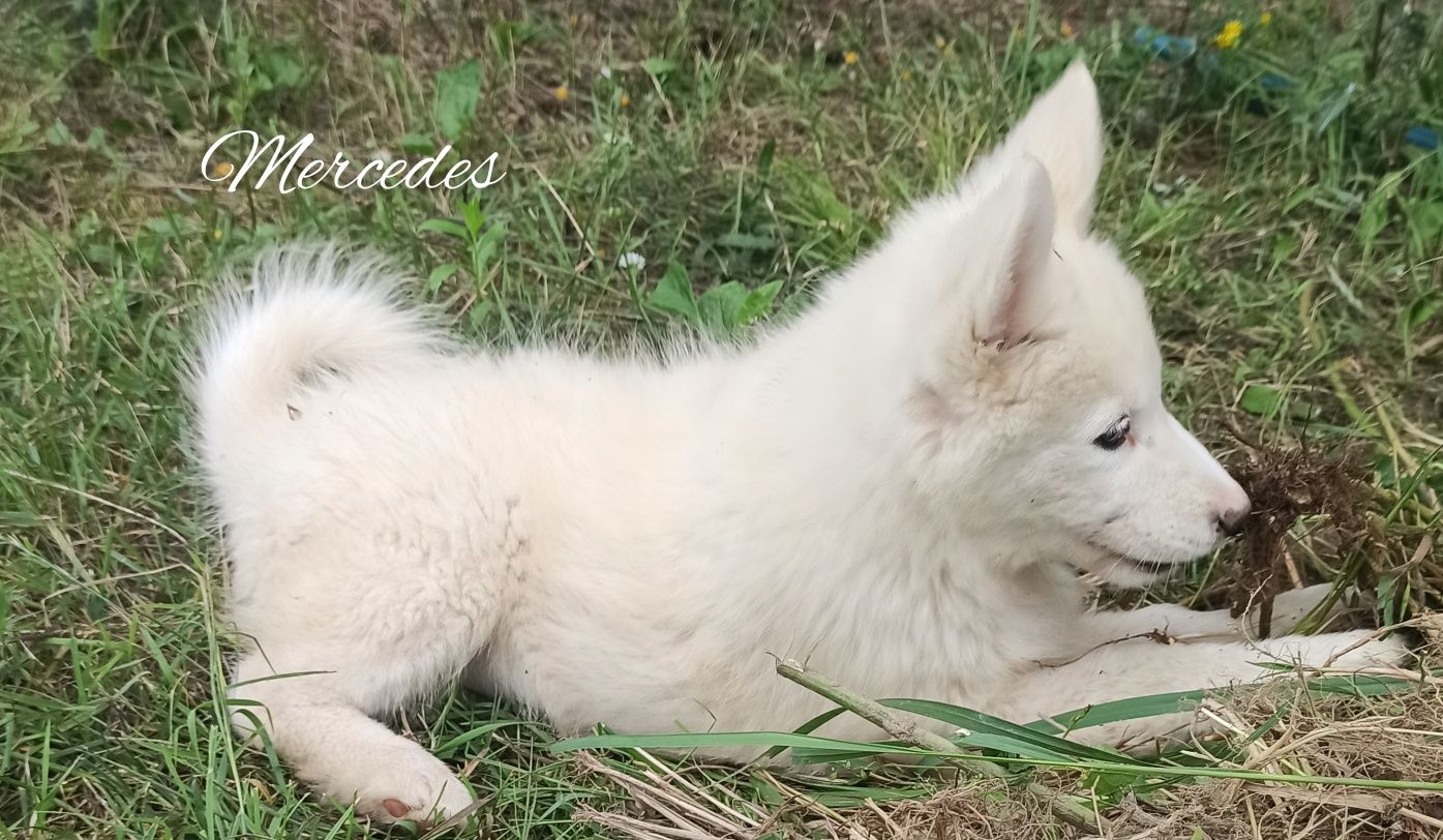 Łajka jakucka nie samoyed nie owczarek nie border