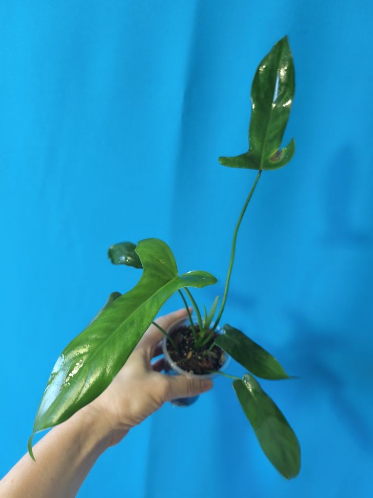 Філодендрон Longilobatum Lelano Miyano