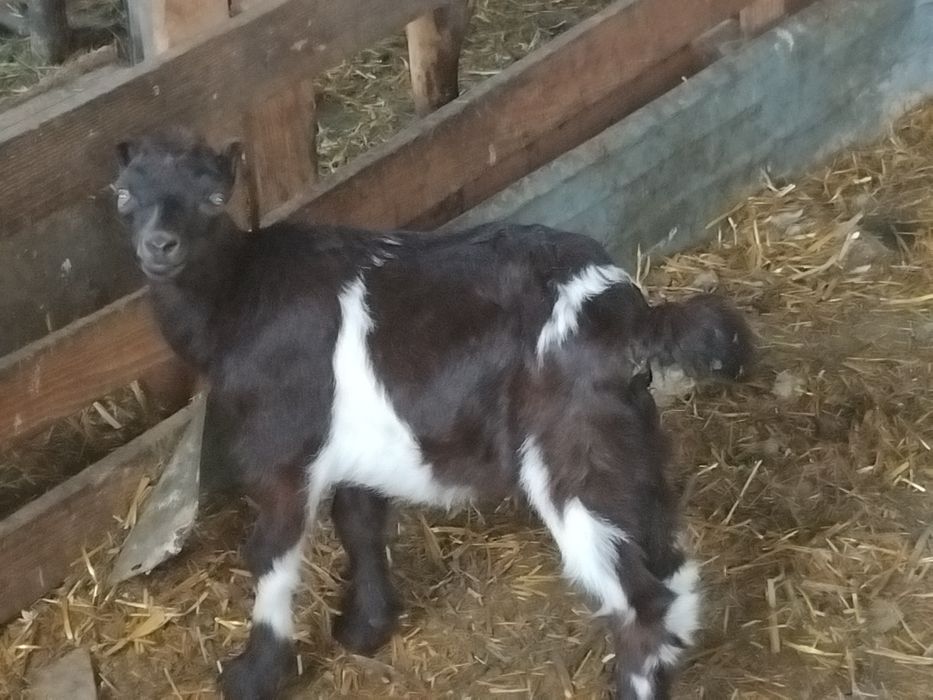 Продаються вівці і кози
