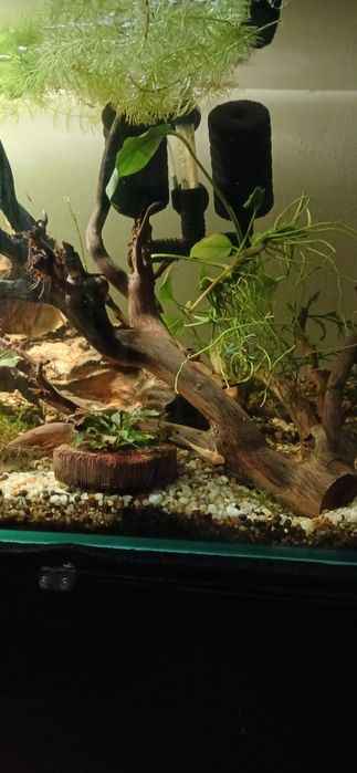 Korzenie do akwarium