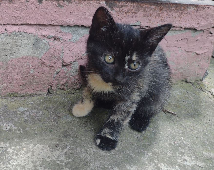 Вібруючі пухнастики