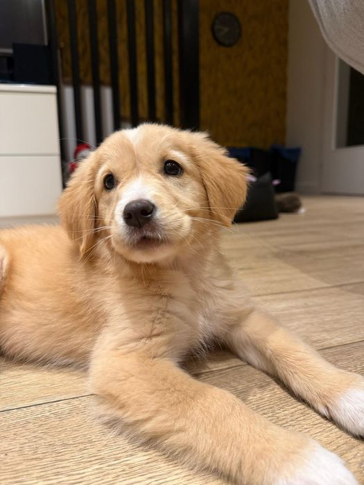 Golden Retriever domowa hodowla
