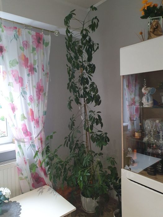 Kwiat schefflera  doniczkowy