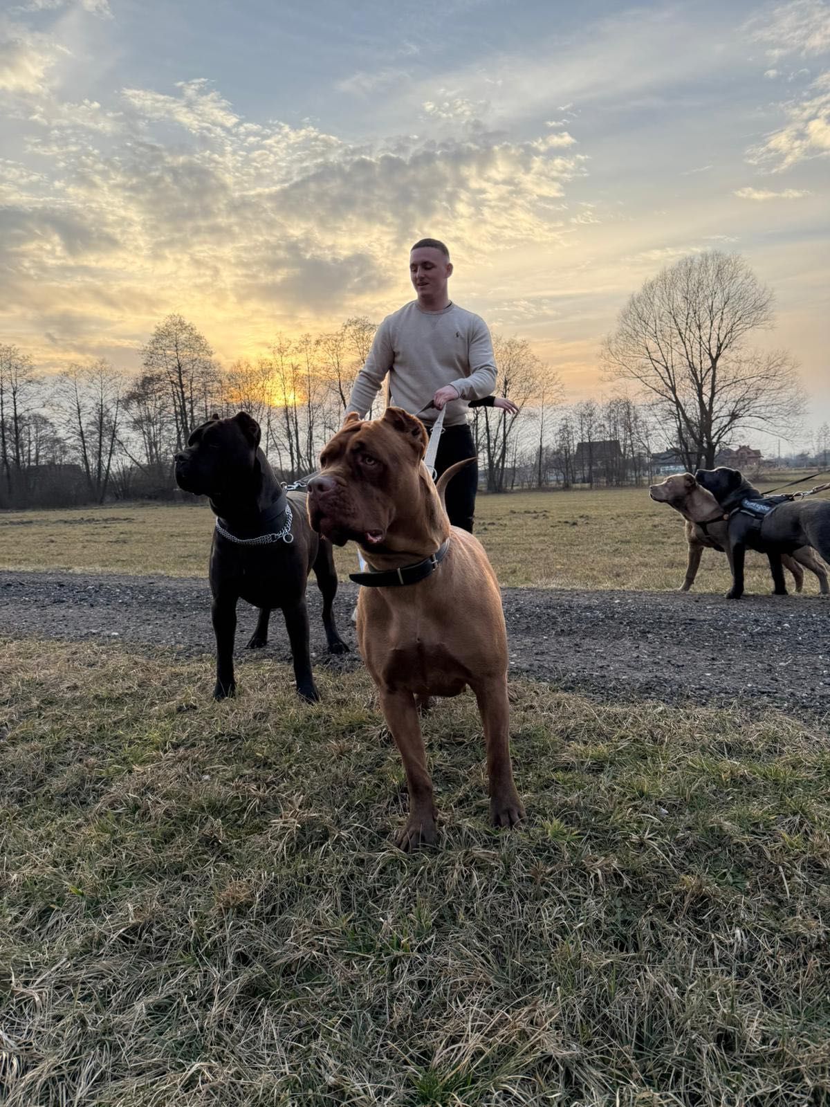 Suczka rasy bandog( nie cane corso, amstaff)