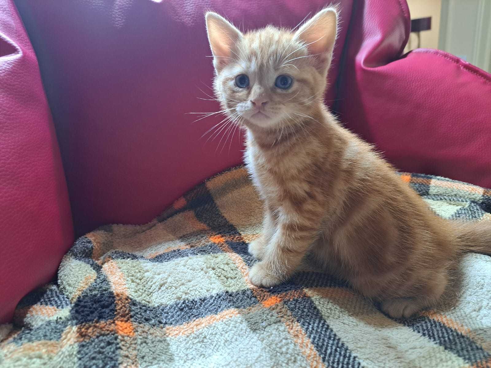 Gato British shorthair Straight, mármore laranja.